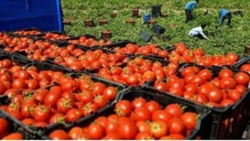 بشائر العروة الشتوية.. خبير يكشف عن موعد انخفاض الطماطم.. تفاصيل