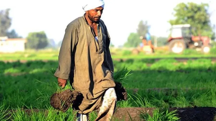 تحقيق الأمن الغذائي.. جهود الحكومة في دعم الفلاح المصري