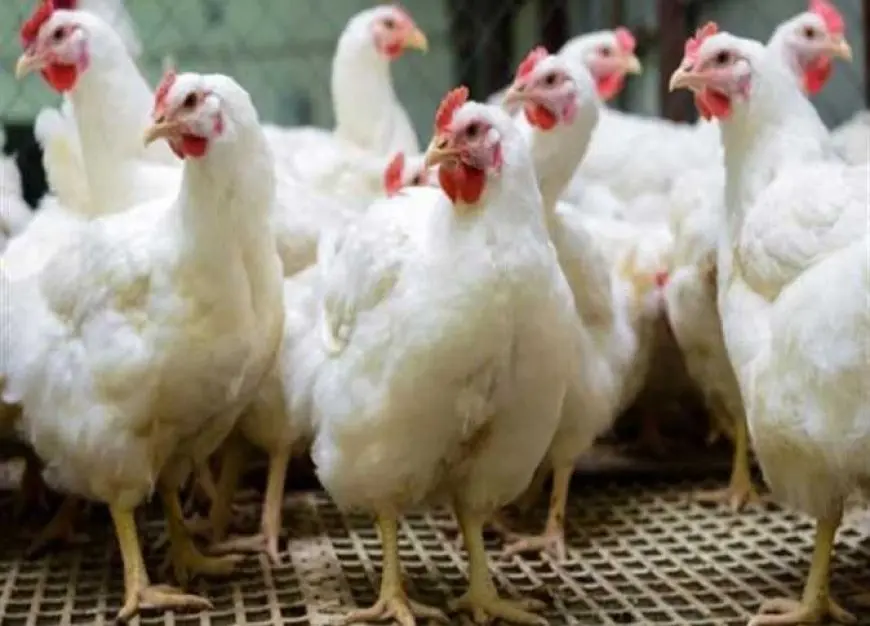 5 جنيهات زيادة في سعر كيلو الفراخ البيضاء والبانيه بالأسواق