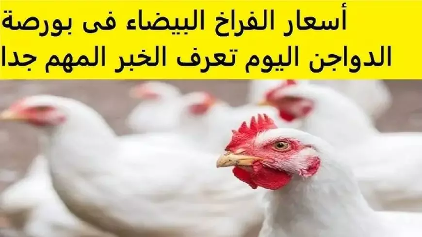 بورصة الدواجن اليوم أسعار الفراخ البيضاء السبت 18 يناير 2025 سعر كيلو الفراخ للمستهلك في الاسواق
