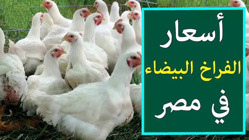 الفرخة بكام قبل رمضان.. بورصة الدواجن اليوم أسعار الفراخ البيضاء الأحد 16 فبراير 2025 سعر كيلو الفراخ في المحلات
