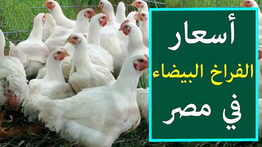 بورصة الدواجن اليوم أسعار الفراخ البيضاء الثلاثاء 22 يوليو 2025 سعر كرتونة البيض في الاسواق
