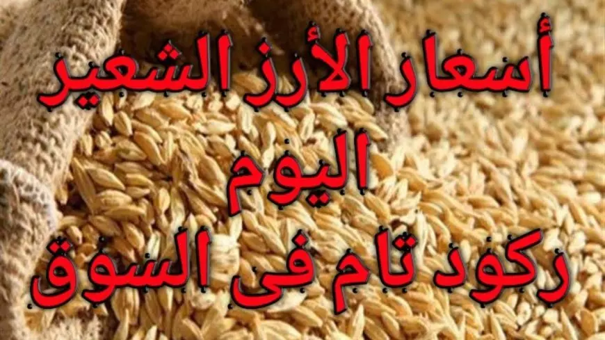 سعر طن الأرز الشعير اليوم في مصر واستقرار الأسعار مع توقعات تحركات السوق خلال الأيام القادمة