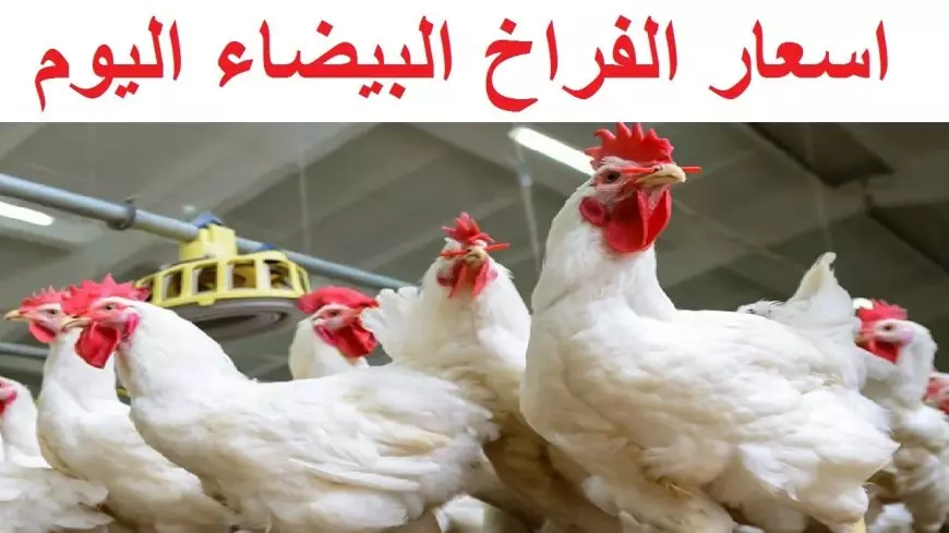 اسعار الفراخ البيضاء اليوم بورصة الدواجن المصرية الاثنين 9 يونيو 2025 وسعر كرتونة البيض في المحلات