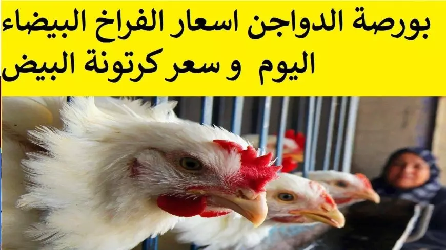 بورصة الدواجن اليوم.. أسعار الفراخ البيضاء اليوم الخميس 19 يونيو 2025 وسعر كرتونة البيض