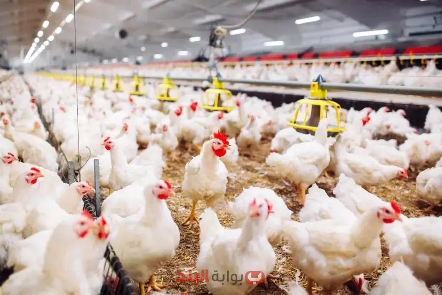 منتجو الدواجن يكشفون حقيقة تفشي الأمراض البائية!