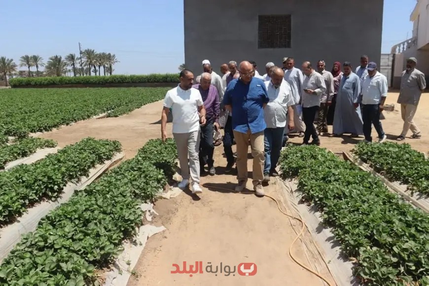مفاجأة مثيرة: اكتشف طريقة ثورية لزراعة الفراولة في مزرعة من محافظة القليوبية!