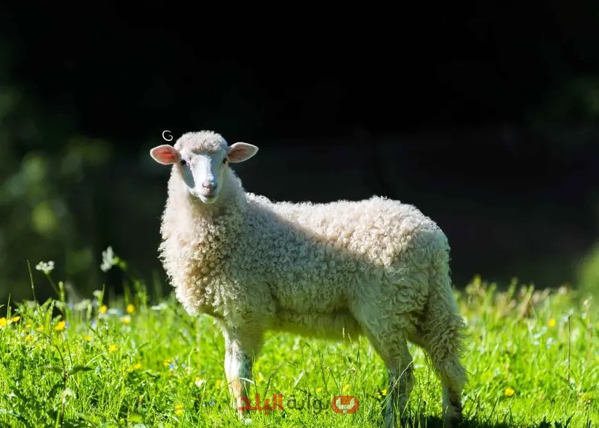 كيف تختار أفضل أضحية لعيد الأضحى؟ تعرف على النصائح الحصرية لتجنب الغش!