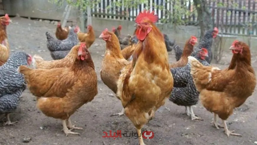 سبب نفوق الدواجن في الصيف وكيف حافظت مصر على نظافة وصحة دواجنها؟ تعرف على رد وزير الزراعة!