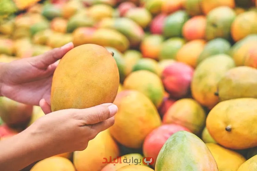 هل كشف مستشار رئيس الوزراء سر استيراد مصر لعصير المانجو بمبلغ خيالي؟ اكتشف الإجابة الصادمة!
