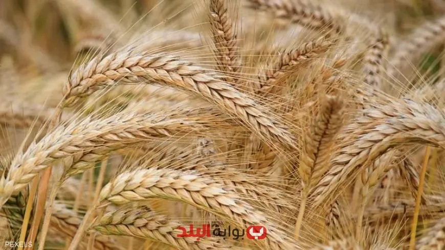 البورصة السلعية: الحل النهائي لتنظيم الأسواق والسيطرة على الأسعار!