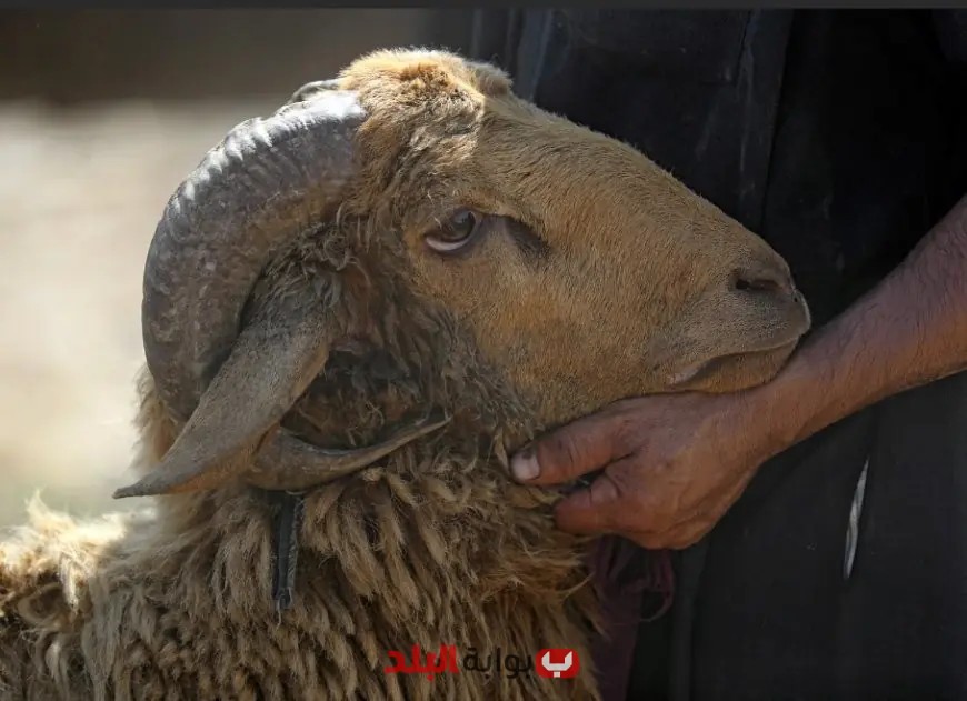 وكيل وزارة الأوقاف يكشف سرّ الشروط الصارمة للمضحي قبل الذبح.. تعرف على القواعد الصارمة!