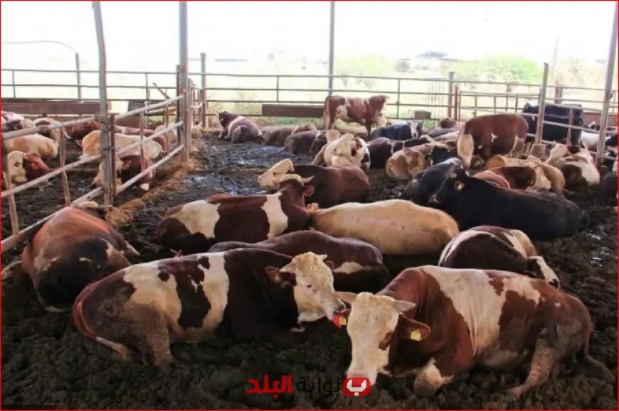بالصور: إنطلاق بعثة الأطباء البيطريين المصريين لمراقبة الهدي والأضاحي في موسم الحج