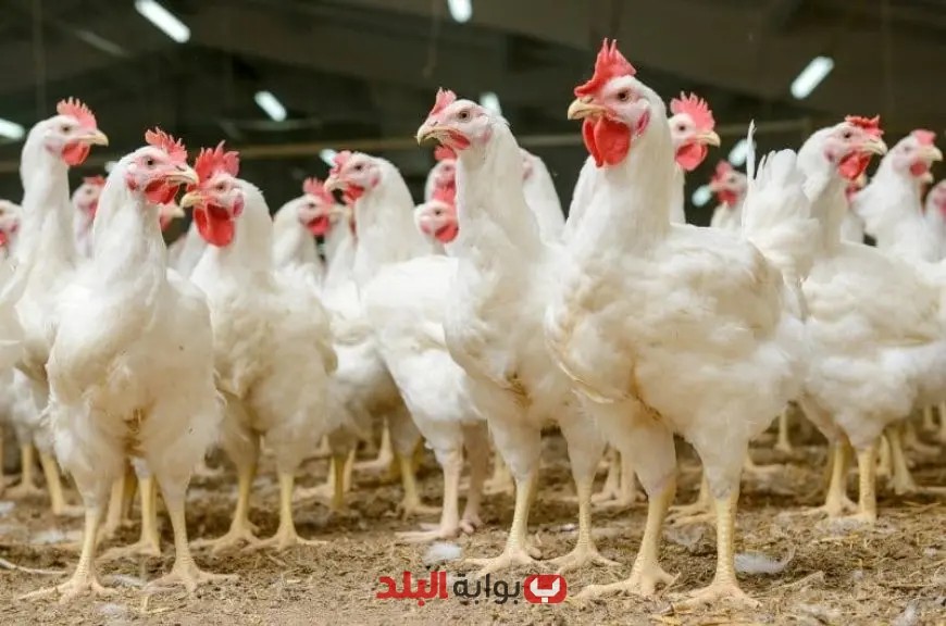 هل تحتوي دجاجك على فيروس وبائي؟ تعرف على الحقيقة من الحكومة الآن!