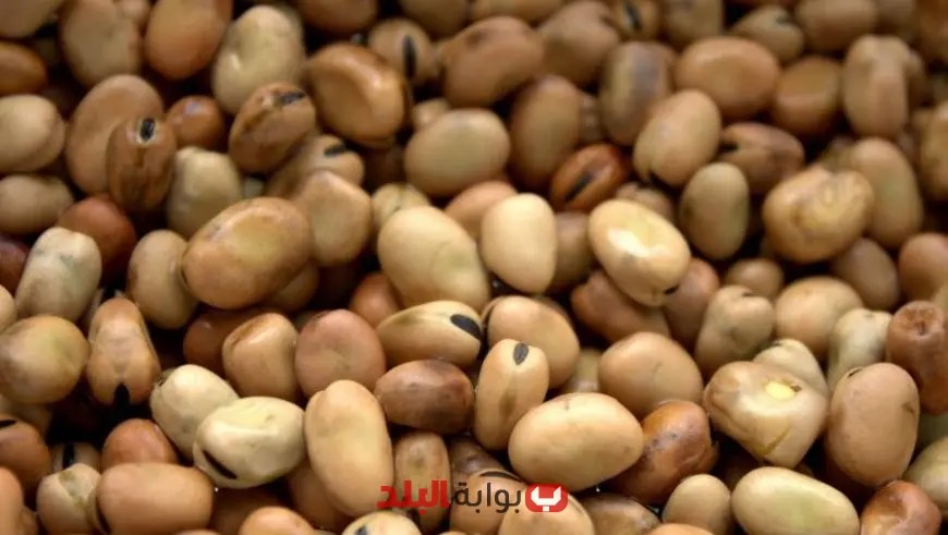 “كشف فضائح| صحة القليوبية تكشف عن 875 كيلو فول مدشوش بثمار تالفة وغير مطابقة للمواصفات!”