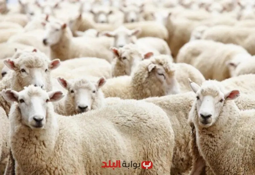 “التموين تعلن عن غرف عمليات لمراقبة الأسواق وتوفر 9 شوادر لبيع الخراف الحية بسعر 225 جنيهًا للكيلو”