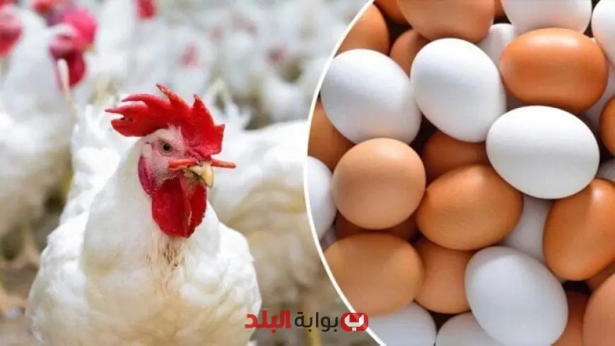 أسعار الفراخ البيضاء والدواجن والبيض اليوم الأربعاء 4 يونيو 2025 – تعرف على الأسعار الآن!