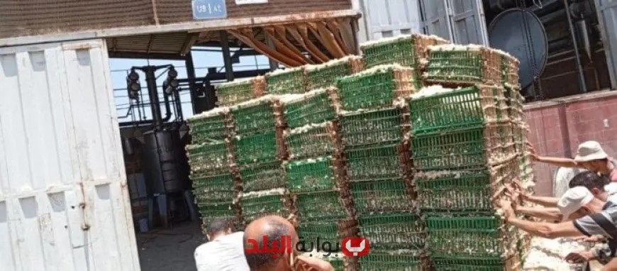 انطلاق توريد محصول الياسمين إلى مصانع شبرا بلوبة في الغربية: تعزيز الإنتاج المحلي!