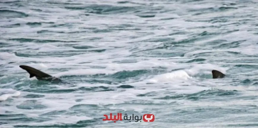 تحت إشراف البيئة: استعادة برنامج رصد أسماك القرش في البحر الأحمر باستخدام التكنولوجيا الفضائية