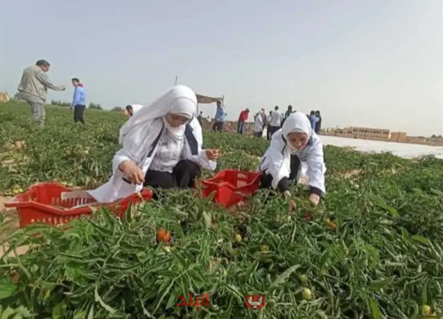 المدارس الزراعية والتجارية 2025 بعد الإعدادية الشروط، التقديم، والمميزات للطلاب بمجموع منخفض
