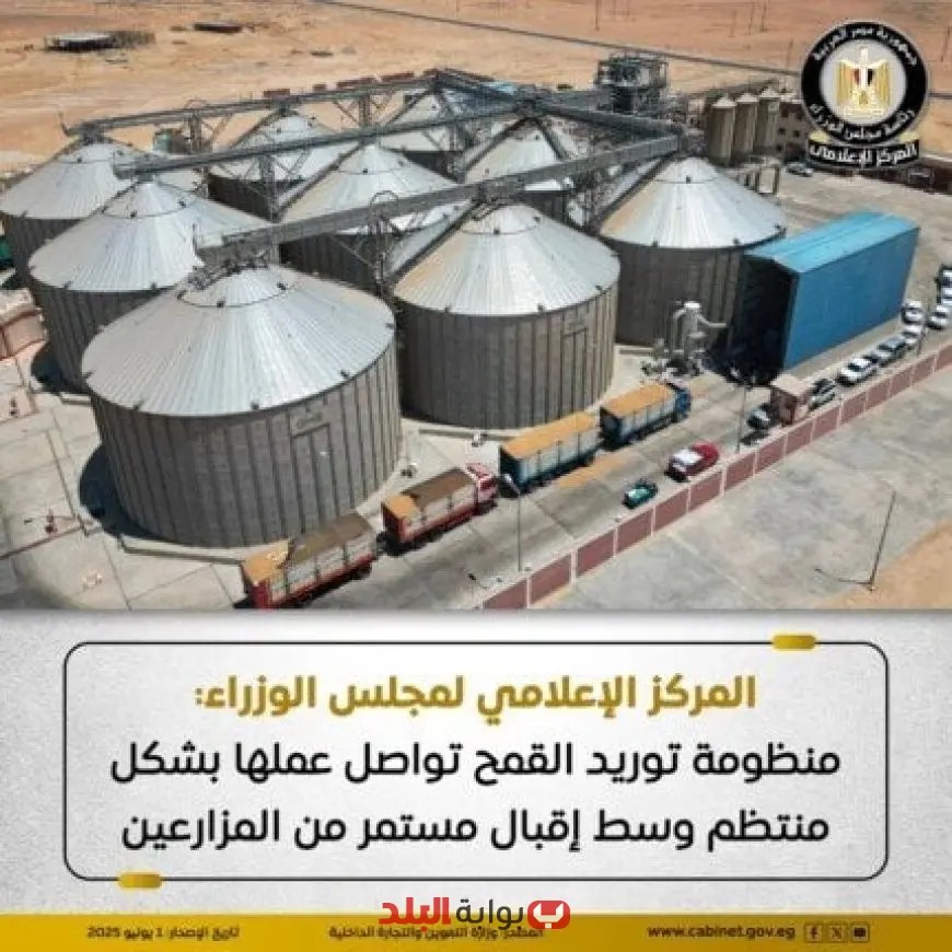 مجلس الوزراء يؤكد انتظام توريد القمح وسط إقبال كبير من المزارعين