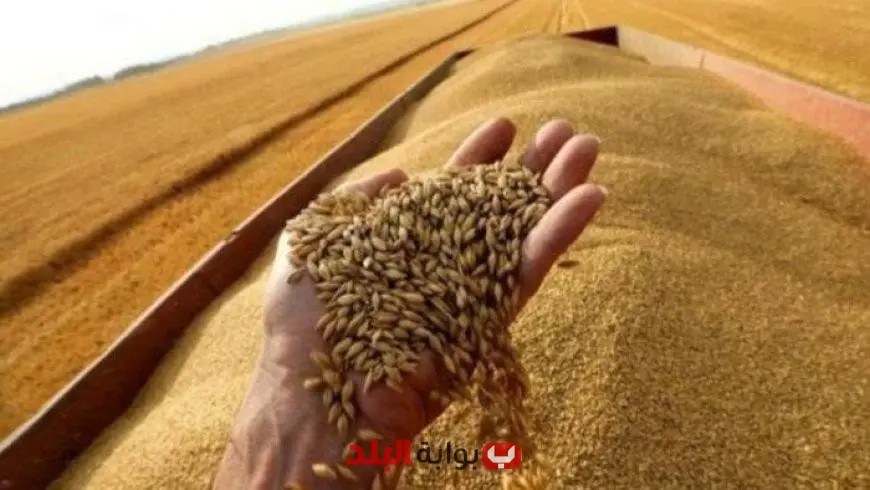 «مصر تحقق إنجازًا عالميًا: 10 ملايين طن من القمح تجعلها في المركز الـ 15 للإنتاج»