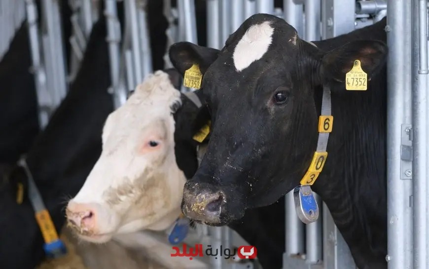 إطلاق أبقار إسرائيل بشكل عشوائي في الأراضي اللبنانية يثير مخاوف جدية!