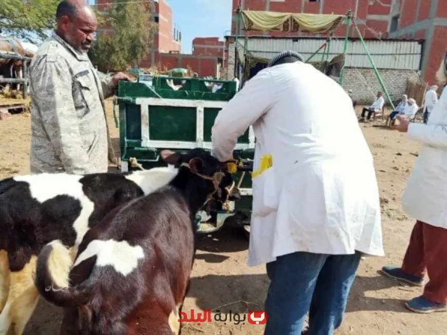 «الخدمات البيطرية» تحث المربين على التعاون مع فرق التحصين في جميع المحافظات لتعزيز صحة المواشي