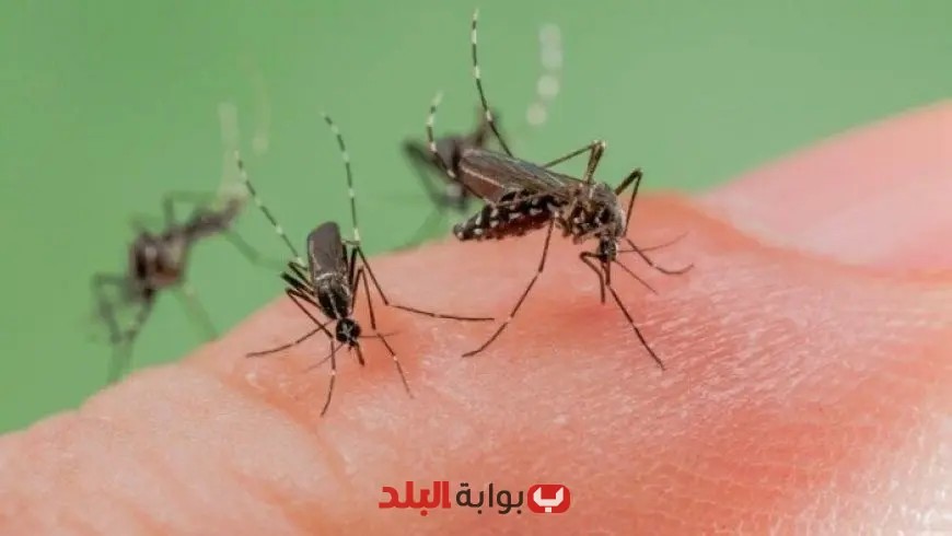 تحذير من صحة الاحتلال الإسرائيلي: بعوضة مصابة بفيروس تهدد إيلات!