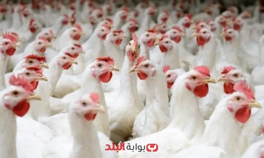 أسعار الدواجن اليوم الثلاثاء 22 يوليو 2025: كم تبلغ تكلفة الفراخ البيضاء؟