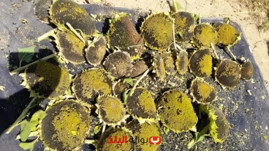 «بحوث الصحراء» و «الزراعات التعاقدية» ينجحان في دراسة زراعة عباد الشمس في جنوب سيناء: تجربة مثيرة تفتح آفاق جديدة!