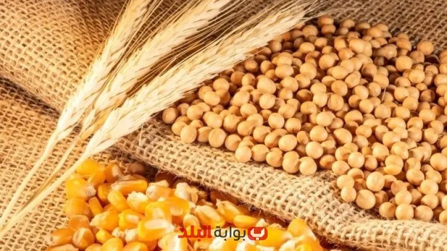 مصر تنفق 2.55 مليار دولار على استيراد القمح والذرة خلال خمسة أشهر