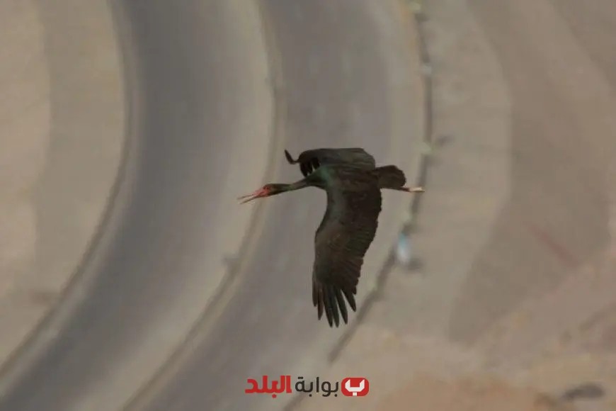 مرصد طيور الجلالة وجهة عالمية للطيور المهاجرة وتعزيز التفاعل بين البيئة الحضرية والطيور والبشر