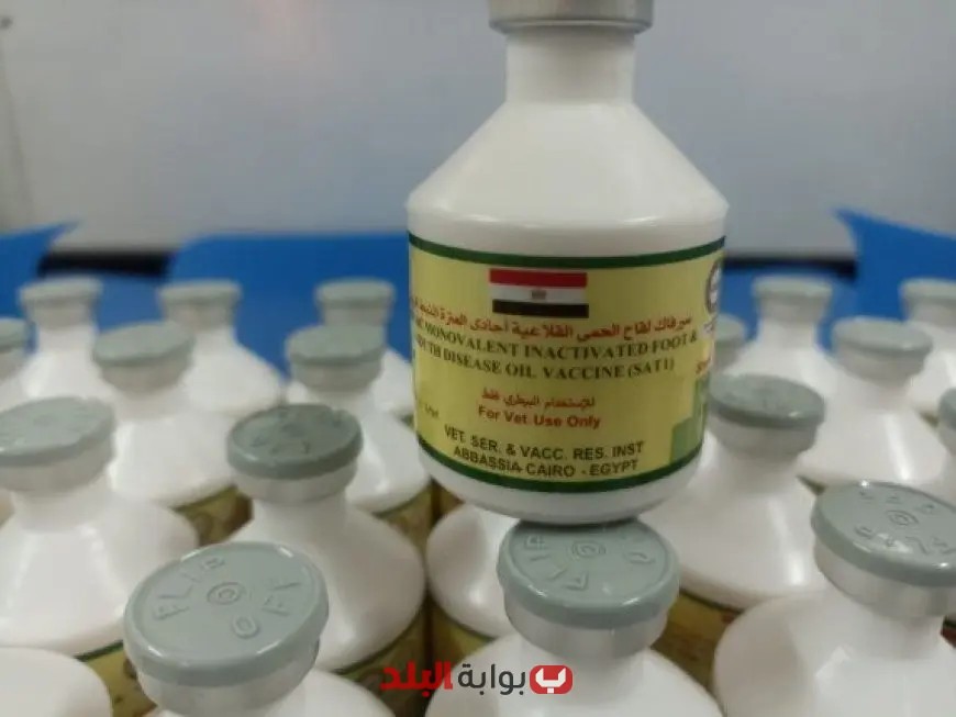انطلاق حملة بيطرية شاملة يوم السبت لتحصين الماشية ضد الحمى القلاعية