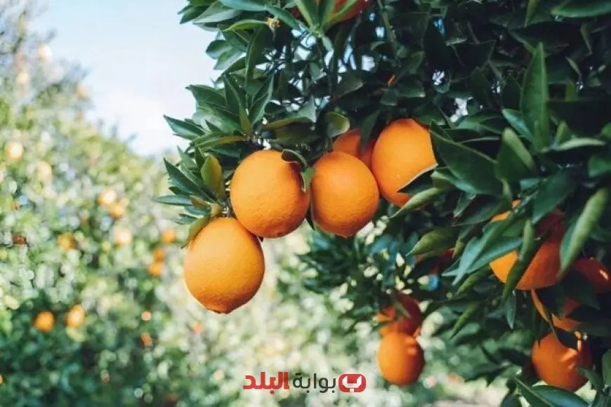 مزارعو البرتقال في البرازيل يواجهون خسائر كبيرة جراء الرسوم الأمريكية المتزايدة