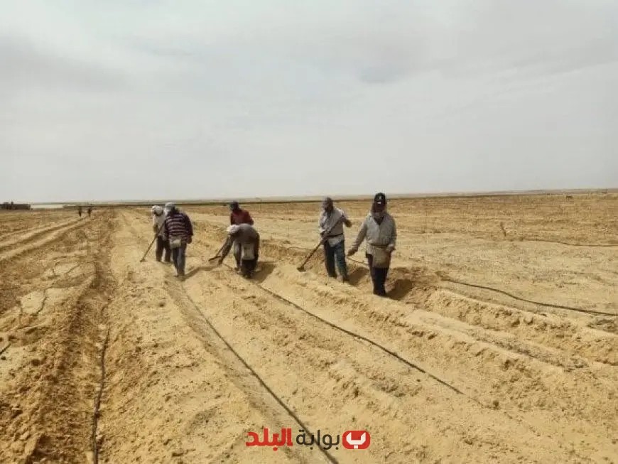 القطاع الخاص يسهم بنمو استصلاح الأراضي بنسبة 94.1 ألف فدان