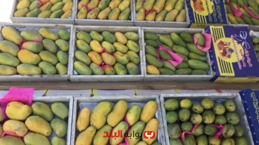 أسعار المانجو اليوم في سوق العبور الثلاثاء 19 أغسطس 2025 تعرف على الأسعار والأنواع المتوفرة