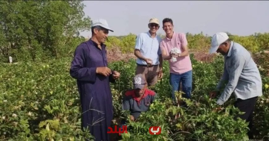 انخفاض معدلات البطالة في مصر خلال الربع الثاني من 2025 بفضل الزراعة والتجارة