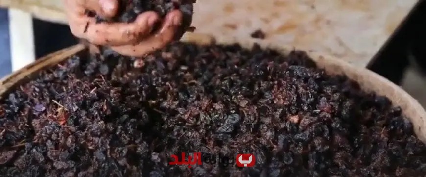 التوسع في تصنيع الزبيب يعزز الاقتصاد الوطني ويقلل الفاقد الزراعي في المنوفية