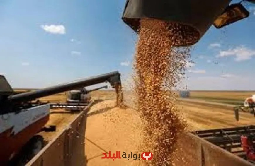 مجلس الوزراء يعلن عن سعر توريد القمح لموسم 2025 – 2026