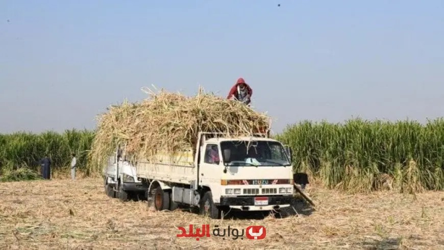 سعر توريد محصول القصب لموسم 2025 – 2026 يتحدد رسميًا