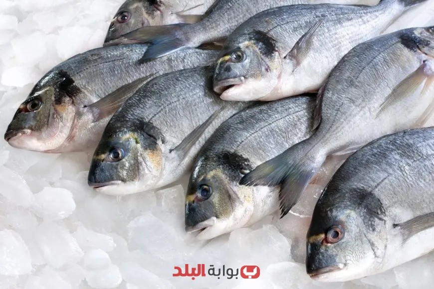 أسعار الأسماك اليوم الخميس 4 سبتمبر 2025 البلطي يسجل 81 جنيهًا