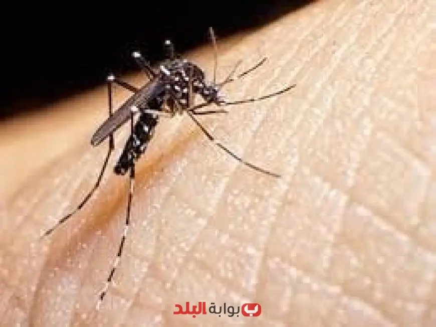 بعوضة النمر الناقلة للفيروسات تتسبب في أزمة صحية جديدة في أوروبا حسب راديو كندا