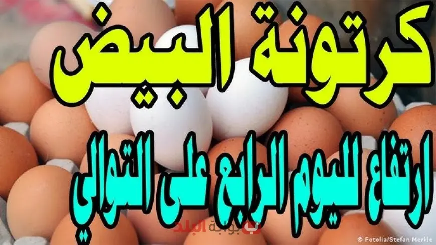 مفاجأة في الأسواق.. ارتفاع سعر كرتونة البيض اليوم في مصر الثلاثاء 9 سبتمبر 2025 وتغيرات كبيرة بين الأبيض والأحمر والبلدي