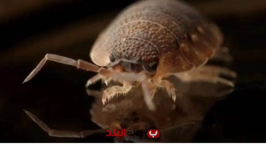البق والبراغيث تهاجم جنود الاحتلال الإسرائيلي واثارة للدهشة والذهول