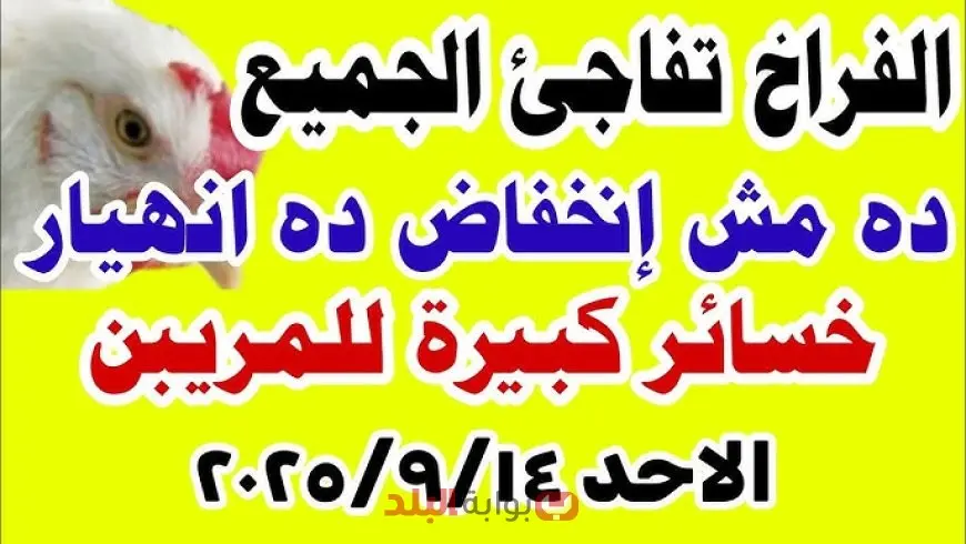 أسعار الفراخ البيضاء اليوم الأحد 14 سبتمبر 2025 في مصر وفقًا لبورصة الدواجن