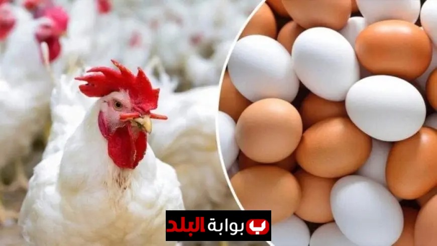أسعار الدواجن والبيض اليوم الثلاثاء 16 سبتمبر 2025 الفراخ البيضاء كم تتراوح أسعارها