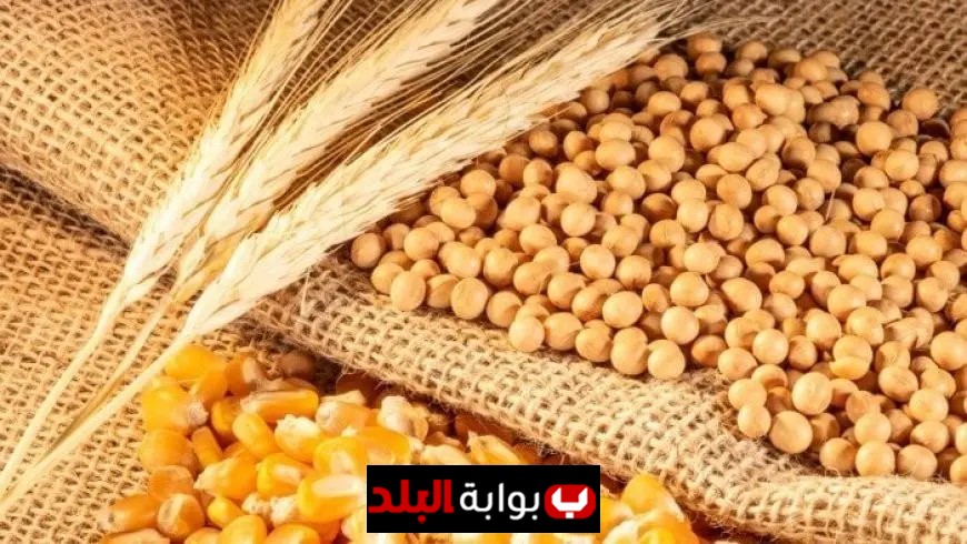 أسعار المحاصيل في مصر تشتعل سعر طن القمح يصل إلى 12.3 ألف جنيه والذرة الصفراء تنخفض إلى 12.9 ألف جنيه