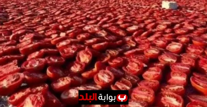 تصدير طن من الطماطم المجففة من الأقصر بـ 3 آلاف دولار لدعم التصنيع الزراعي