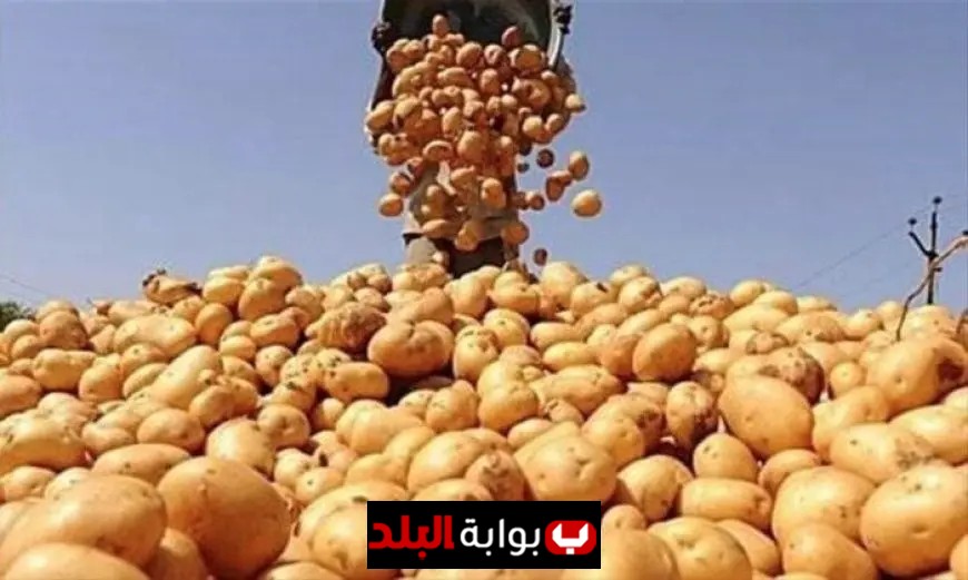 قرار حكومي يوقف صادرات البطاطس من شركة معينة حتى تاريخ محدد تفاصيل هامة